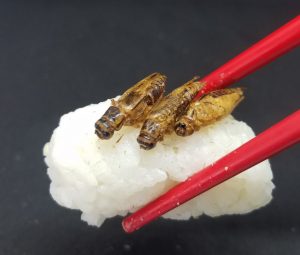 Edible insects on top of sushi rice