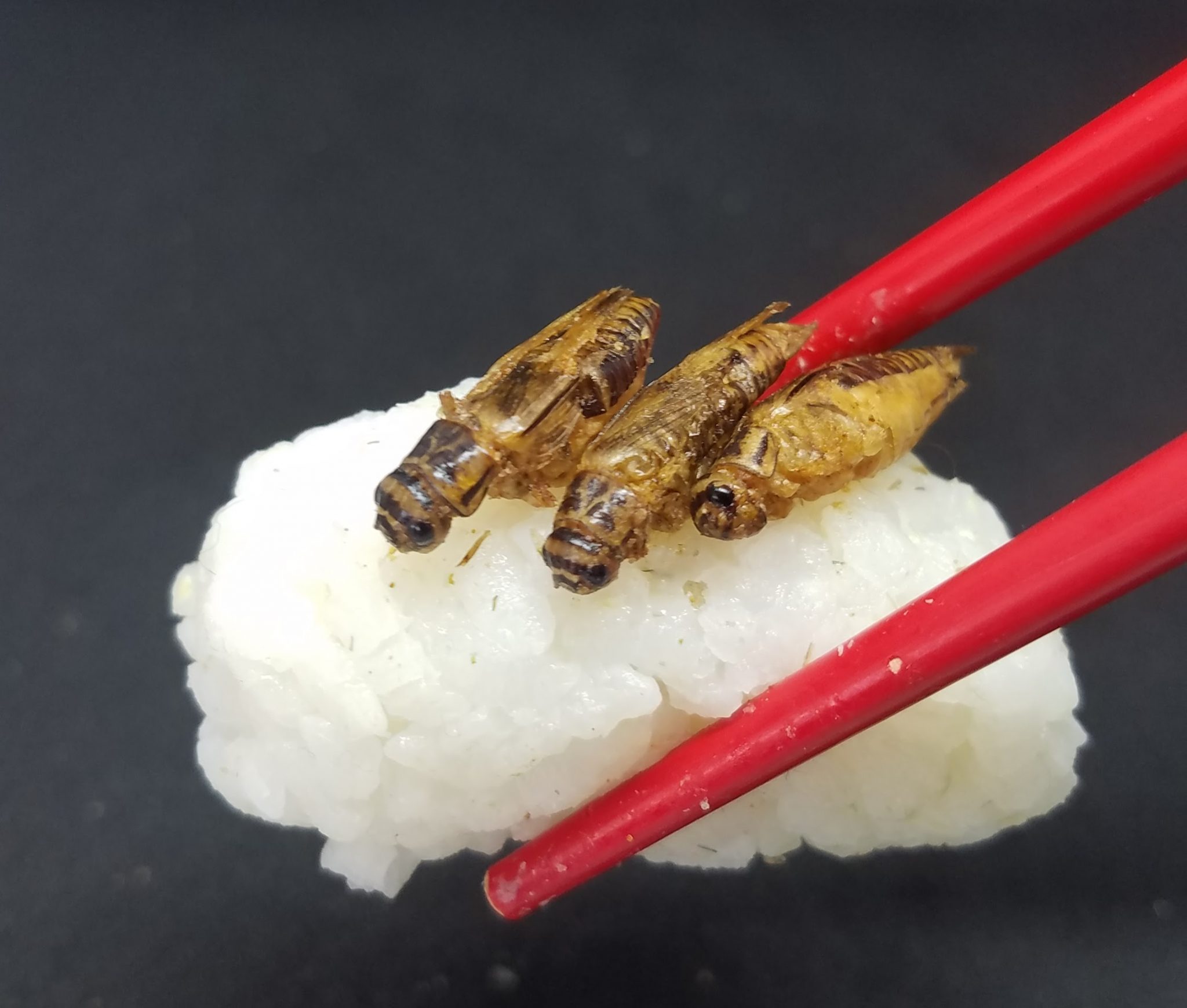 3 Edible Insects Edible insects – the startups dominating the market | Sifted