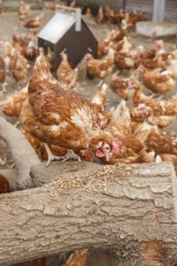 Image of chickens eating live insects