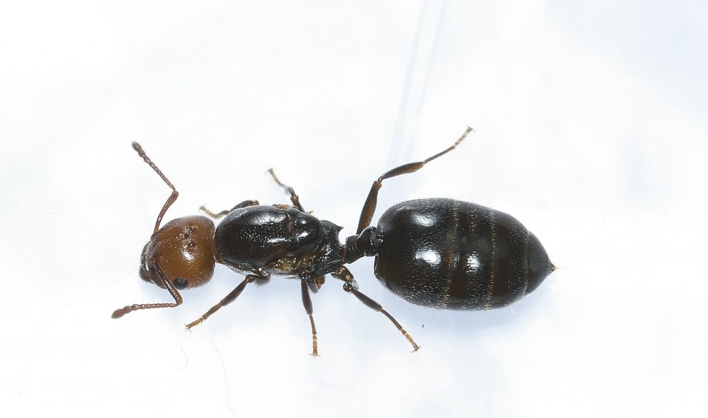 Ant