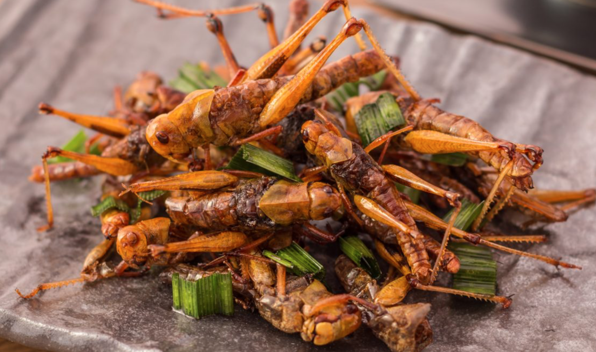 what are edible insects