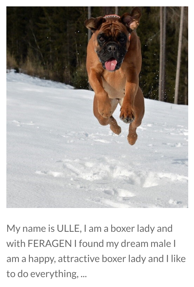 Feragen post about Boxer dog 