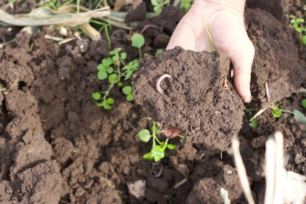 Soil is a very useful carbon sink