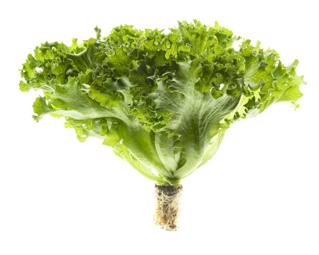 An image of a head of lettuce grown in an Infarm vertical farm