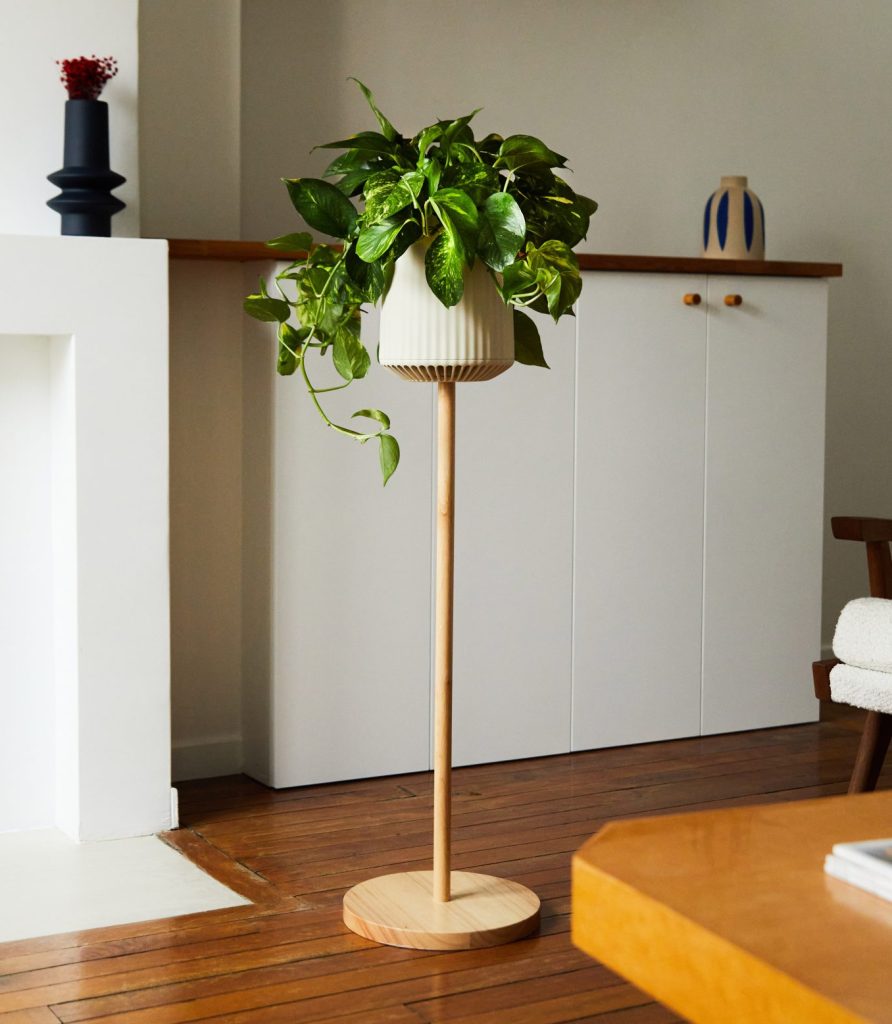 An image of The Neo P1 - a plant with large glossy leaves in an elevated vase